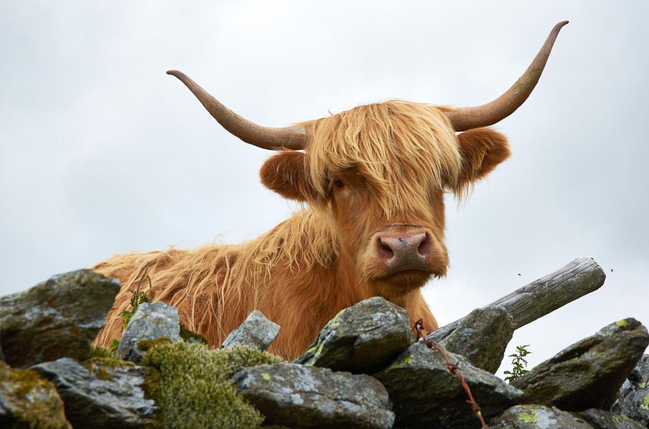 Canny Brow Barn Kendal Exteriér fotografie